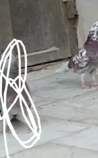 کبوتر گمشده