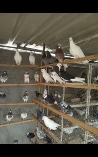 حاصل ۴۰سال کفتر