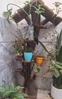 درختچه بار