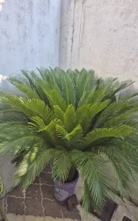 سیکاس
