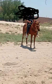 اسب درجه یک حمدانی