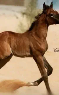خرید فوروش اسب عرب و مشاورهه