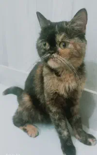 واگذاری اسکاتیش