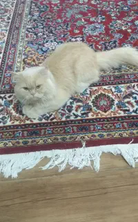 جفت گیری گربه