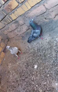 کفتر