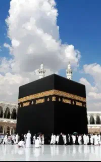 فیش عمره مفرده