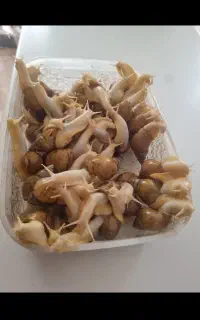 حلزون آفریقایی عمده