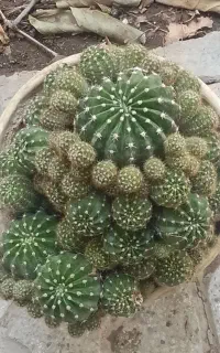 کاکتوس