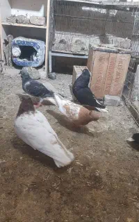 قفس جفت کن خریدارم