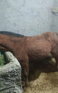 کره اسب نژاد خوب