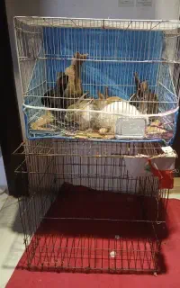 بچه و خرگوش بزرگ