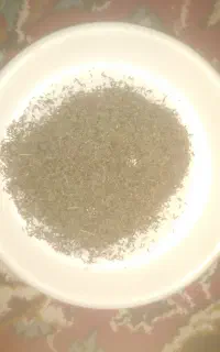 سلام زیره کوهی