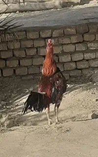 خروس لاری