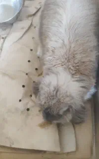 خرگوش لوپ ماده
