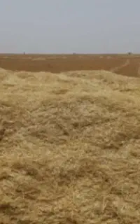 کاه (بَلیم)