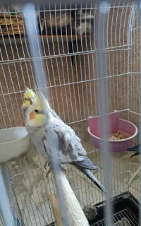 عروس هلندی