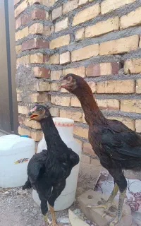 طاقچه