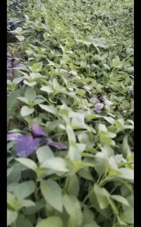 فروش تره باراز گلخانه ریحان شاهی تربچه وخیار