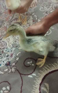 اردک