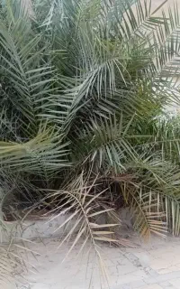 نخل برحی