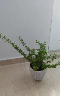 گل کراسولا خرفه