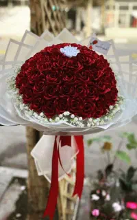 گل ربانی کرمانشاه گل روبانی