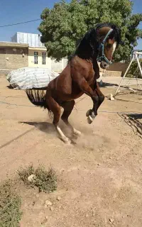 اسب درهشوری
