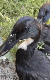 اردک 5ماهه