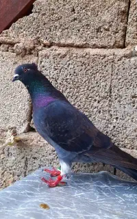 قره نر گمشده