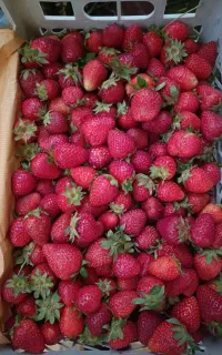 عرضه مستقیم توت فرنگی بوته ای