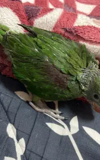 جوجه شاه طوطی