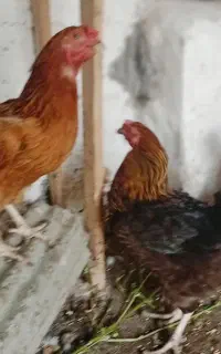 مرغ تخمگذار و ابریشم خروس جوجه