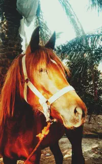 اسب مادیان ترکمن عرب