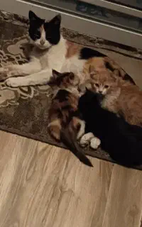 گربه