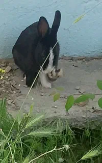 خرگوش دستی سالم با تخفیف