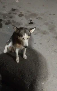 سگ گرگی