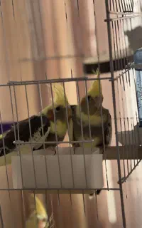 جوجه عروس هلندی دونخور