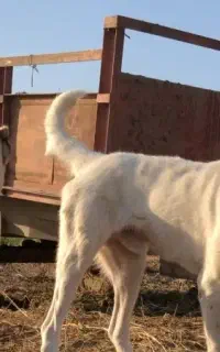 گمشده ۲عدد سگ نرو ماده سمت معصوم آباد