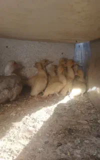 آردک روسی با ده عدد جوجه