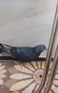 کفتر