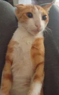 گربه گم شده