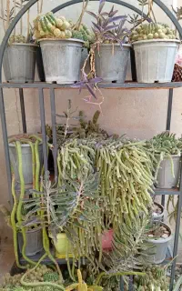 گل کاکتوس