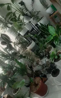 فردش تعدادی گل اپارتمانی