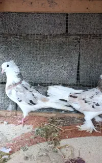 کبوتر سرور وکاکل پاپر زینتی شازده