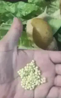 فروش تخم حلزون