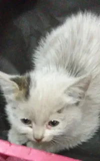 بچه گربه