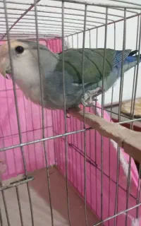 طوطی برزیلی بالغ