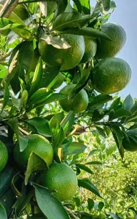 نارنگی علآ درجه یک مازندران