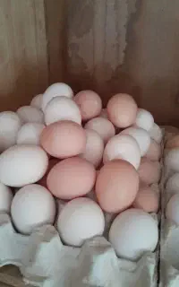 تخم مرغ
