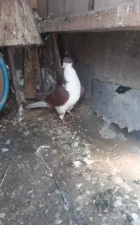 کبوتر نر دمگیر دم پاک